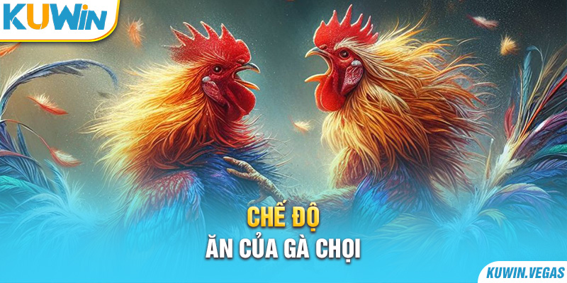 Chế độ ăn của gà chọi