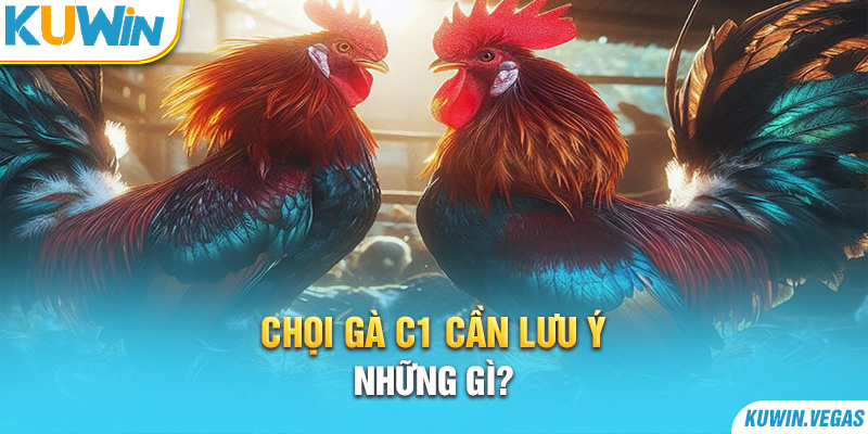 Chọi gà C1 cần lưu ý những gì?