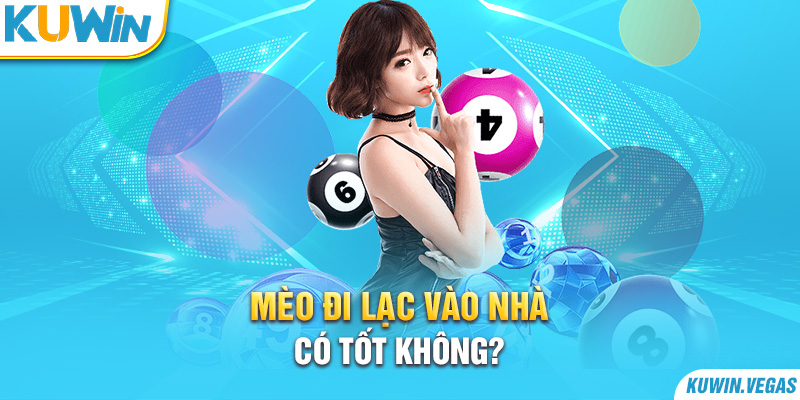 Mèo đi lạc vào nhà có tốt không?